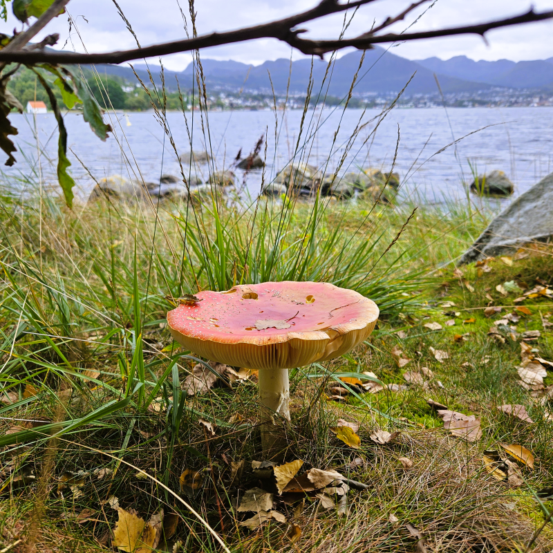 Stor rosa sopp i gresset ved en steinete fjord, med bebyggelse og fjell under en overskyet himmel i bakgrunnen.